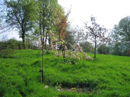 Golden Valley Woodland Burial Ground, Alfreton, Derbyshire